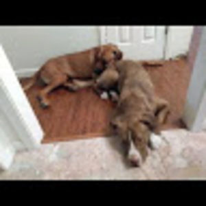 Meet your Posher, Jimi